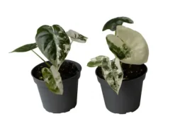 Alocasia Frydek Variegata 6 cm