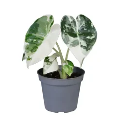 Alocasia Frydek Variegata 6 cm