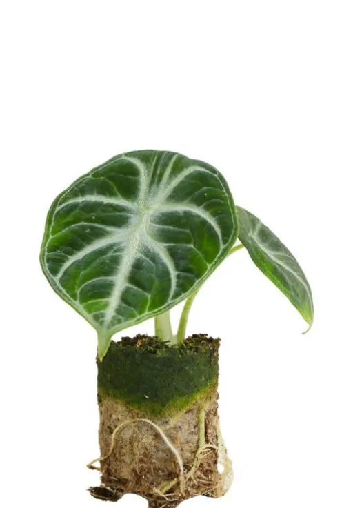 Alocasia Ninja - Stekje