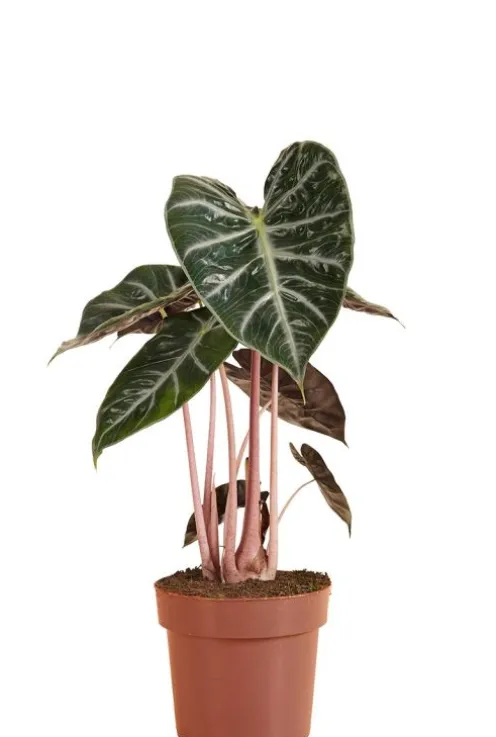 Alocasia Pink Dragon - Olifantsoor