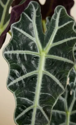Alocasia polly - Skeletplant