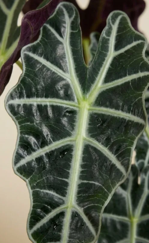 Alocasia polly - Skeletplant