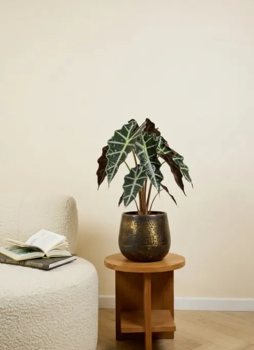 Alocasia polly - Skeletplant