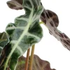 Alocasia polly - Skeletplant
