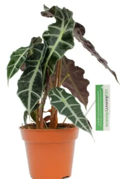 Alocasia polly - Skeletplant