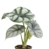 Alocasia Silver Dragon - Stekje