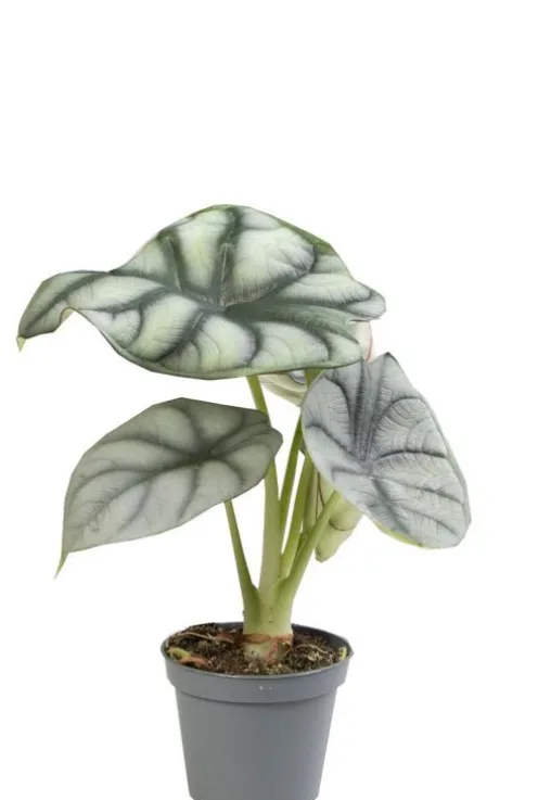 Alocasia Silver Dragon - Stekje