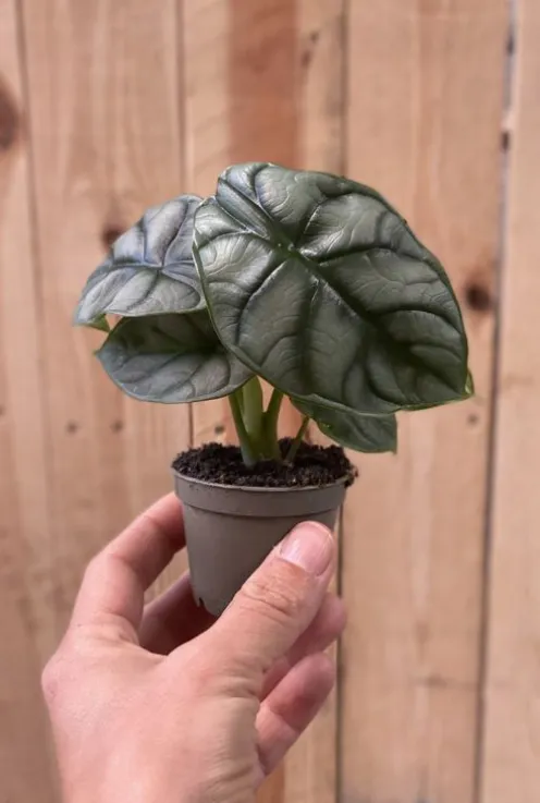 Alocasia Silver Dragon - Stekje