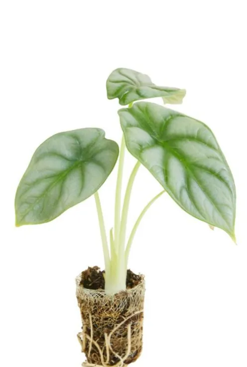 Alocasia Silver Dragon - Stekje