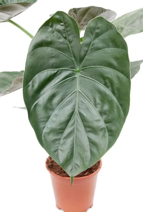 Alocasia Wentii - Olifantsoor