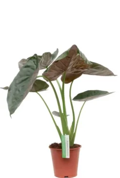 Alocasia Wentii - Olifantsoor