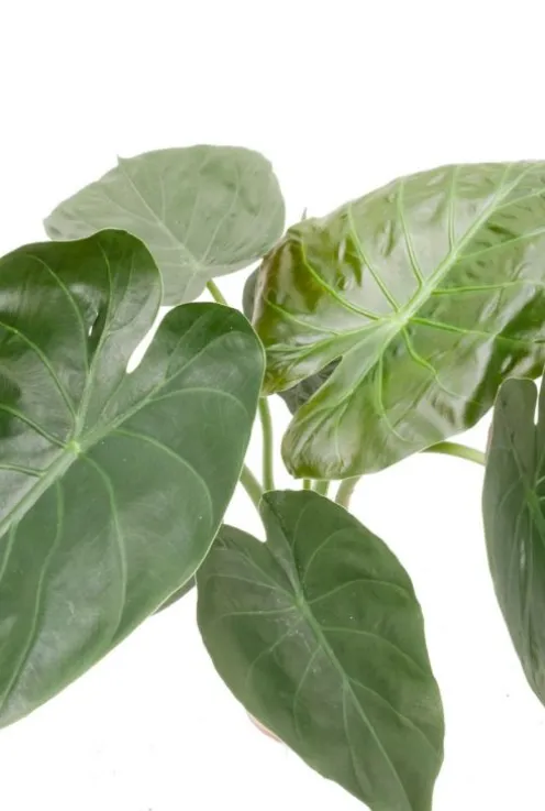 Alocasia Wentii - Olifantsoor