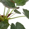 Alocasia Wentii - Olifantsoor