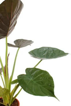 Alocasia Wentii - Olifantsoor