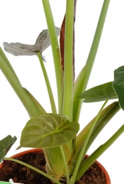 Alocasia Wentii - Olifantsoor