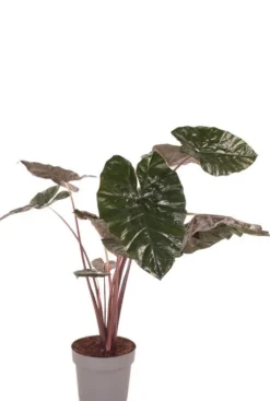 Alocasia yucatan princess - Olifantsoor