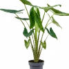 Alocasia zebrina