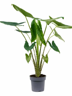 Alocasia zebrina
