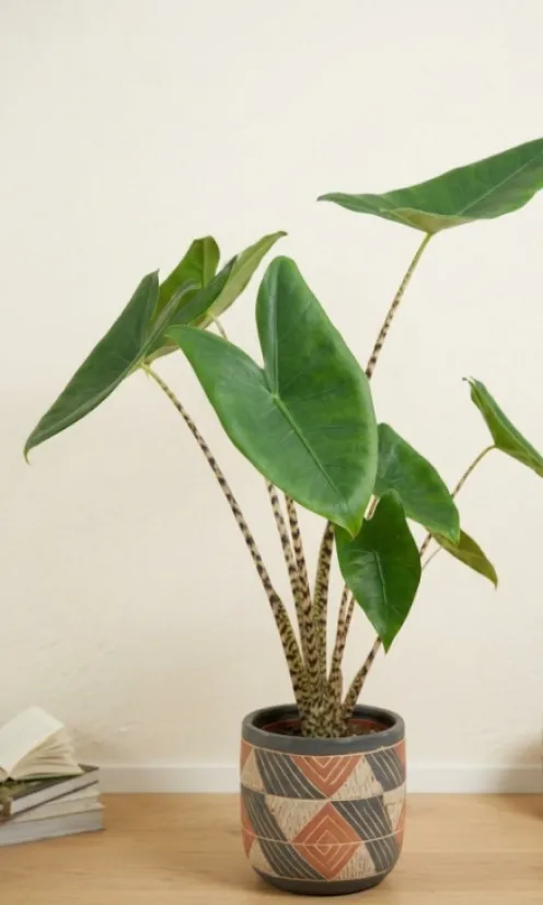 Alocasia zebrina