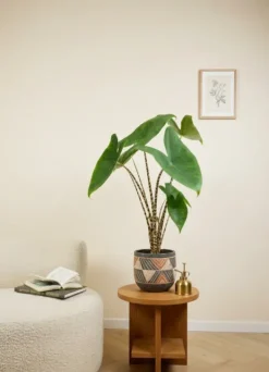 Alocasia zebrina - Tijgerplant