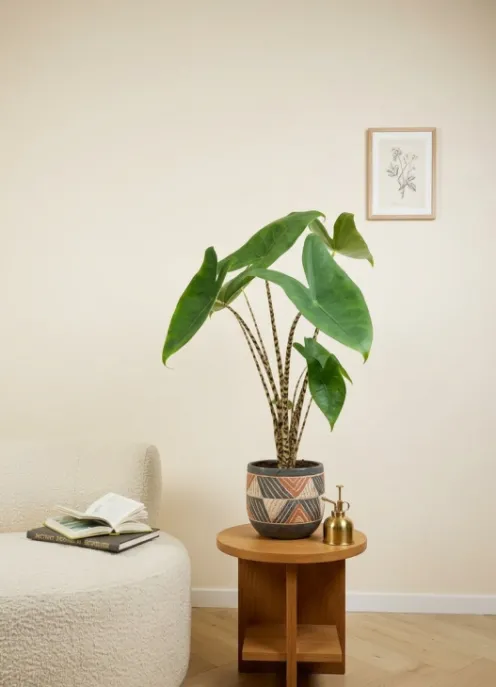 Alocasia zebrina - Tijgerplant