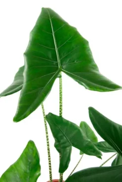 Alocasia zebrina - Tijgerplant