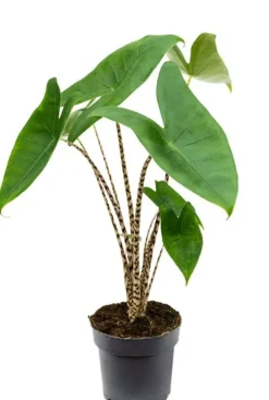 Alocasia zebrina - Tijgerplant