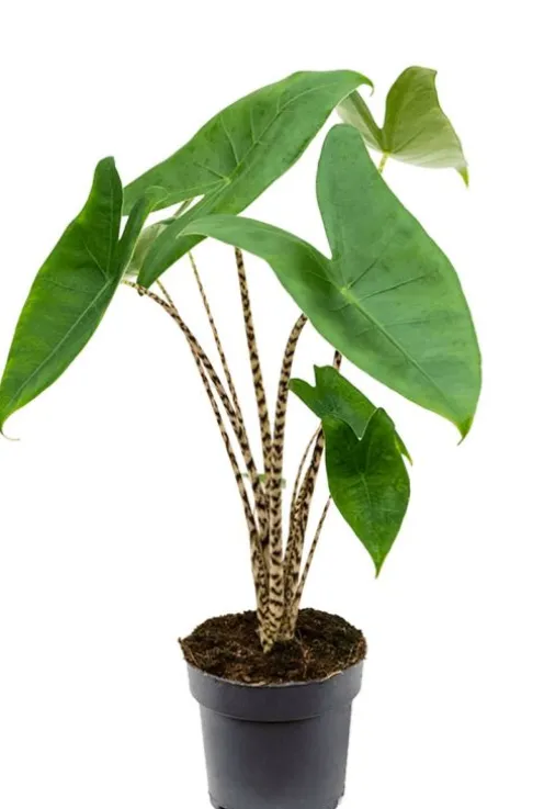 Alocasia zebrina - Tijgerplant