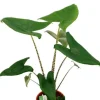 Alocasia zebrina - Tijgerplant