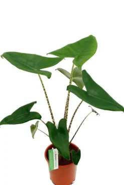 Alocasia zebrina - Tijgerplant