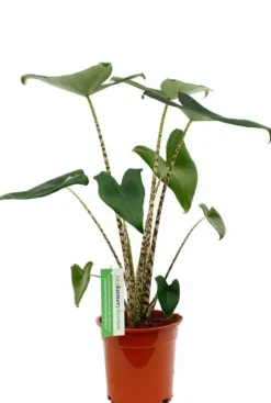 Alocasia zebrina - Tijgerplant