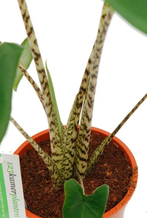Alocasia zebrina - Tijgerplant