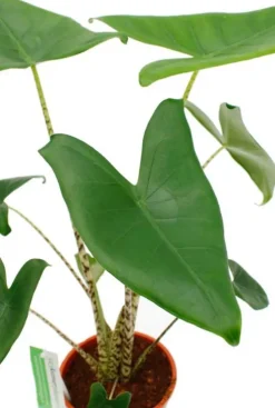 Alocasia zebrina - Tijgerplant