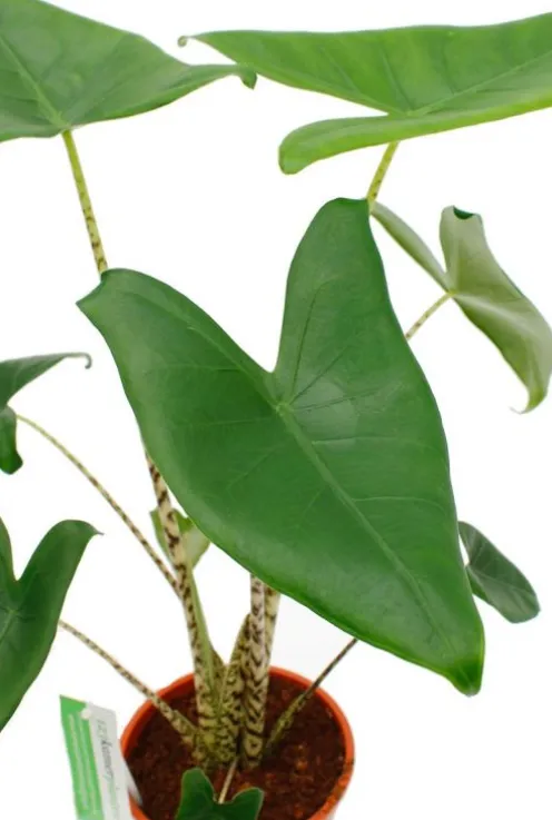 Alocasia zebrina - Tijgerplant
