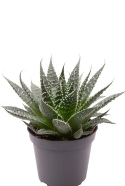 Aloe Aristata - Stekje