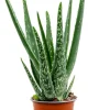 Aloe vera barbadensis - Wonderplant