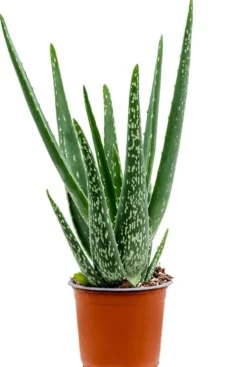 Aloe vera barbadensis - Wonderplant