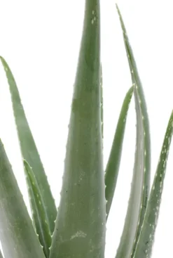 Aloe vera - Wonderplant