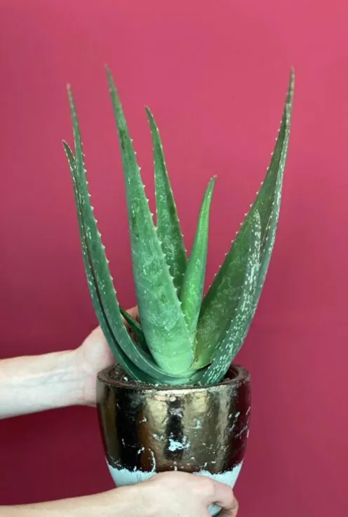 Aloe vera - Wonderplant