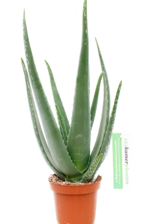Aloe vera - Wonderplant
