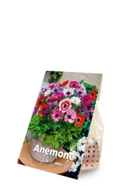 Anemone De Cean mix - 50 bollen