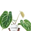 Anthurium Crystallinum
