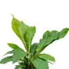 Anthurium jungle bush - Flamingoplant