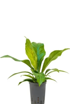 Anthurium jungle bush - Flamingoplant