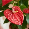 Anthurium rode bloem - Flamingoplant
