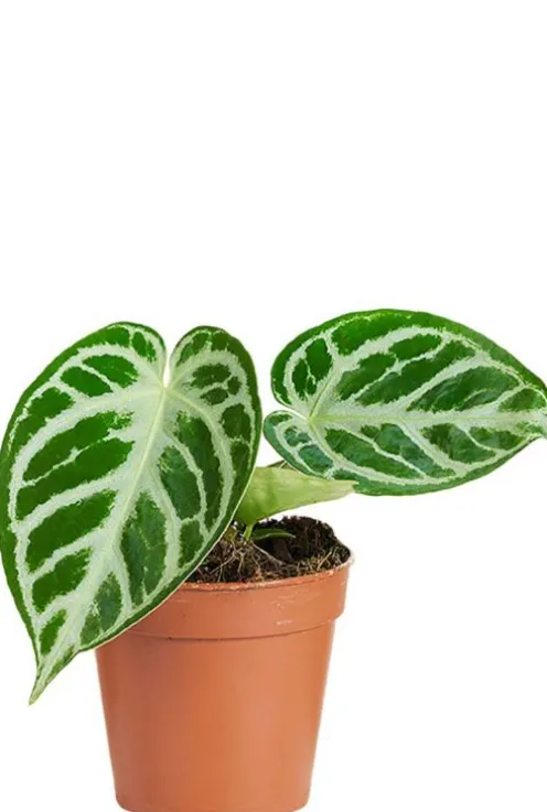 Anthurium Silver Blush - Flamingoplant