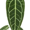 Anthurium Warocqueanum - Flamingoplant