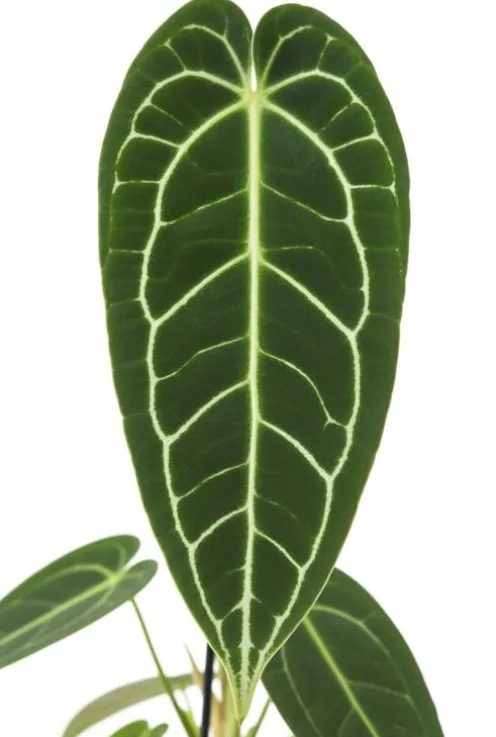 Anthurium Warocqueanum - Flamingoplant