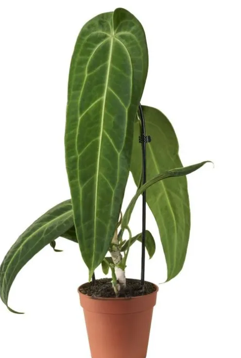 Anthurium Warocqueanum - Flamingoplant