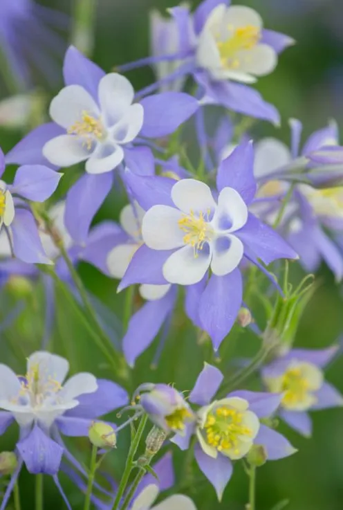 Aquilegia caer. 'Sp. magic Blue & White' - Akelei